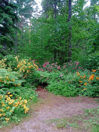 Keltaisena, pinkkinä ja hennon vaaleanpunaisena kukkivia atsaleoja.
Etualalla polku ja taustalla metsää.