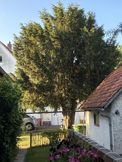 Blick auf eine europäische Eibe. Rechts davor unser Fahrradschuppen. In der Krone der dreistämmigen Eibe sind Kahle und gelbe Stellen zu finden.