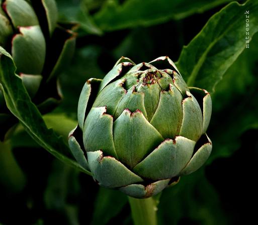 Eine Artischocke in Nachbars Garten.
Matzework