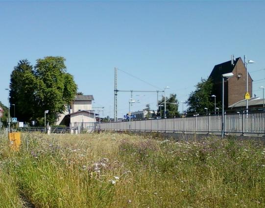 Eine Blumenwiese an der Bahnstrecke.
