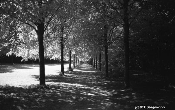 Der Park am Emslandmuseum Schloss Clemenswerth in schwarz / weiss
