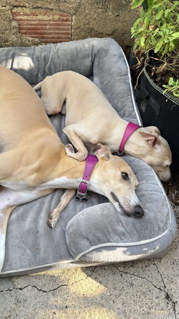 Two light-coloured dogs wearing dark pink collars are asleep on a grey dog bed in a garden.