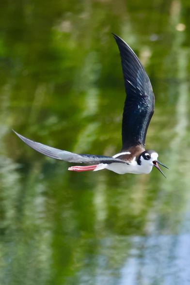 A smallish black and white bird in flight over a river.
