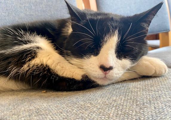 Close up of a snoozing black and white cat