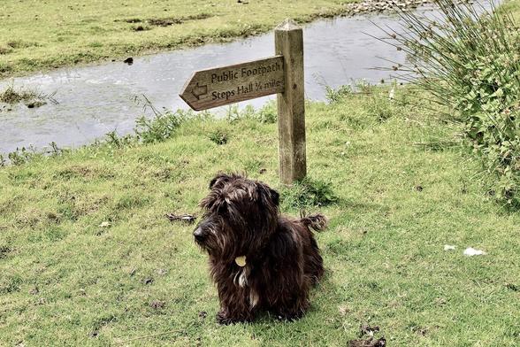 A terrier (of mixed, very mixed pedigree) sits next to a sign in Cumbria which is very very close to the ground