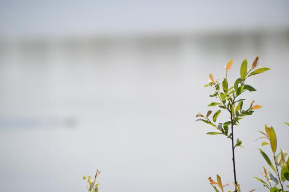 A pretty good photo of (I think) a willow in sharp focus in front of a very out-of-focus lake. The darker blur from the right edge to about 1/3 into the frame is the beaver I was actually trying to capture, and its wake. Or maybe it's a samsqanch. We'll never know.