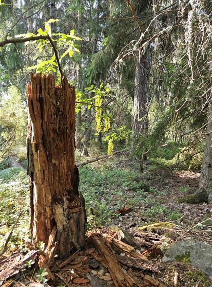 A murky stump of pine, adorned by yellow flowers, since a twig from the nearby golden rain is draping itself over it.