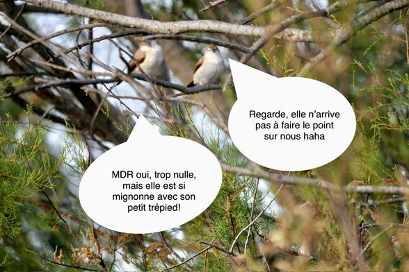 Photo de deux capucins bec de plomb (petits oiseaux beige-brun au bec gris bleuté) posés sur une fine branche au milieu d’un tamaris. Leur tête est légèrement penchée vers la droite et ils font face à l’objectif. On dirait qu’ils vous regardent d’un air à la fois moqueur et attendri, comme on regarde un petit chaton maladroit. Mais surtout, ils sont flous. Deux bulles de conversation ont été ajoutées sur la photo pour les faire parler : 
Oiseau numéro 1 dit : Regarde, elle n’arrive pas à faire le point sur nous, haha
Oiseau numéro 2 dit : MDR oui, trop nulle, mais elle est si mignonne avec son petit trépied!