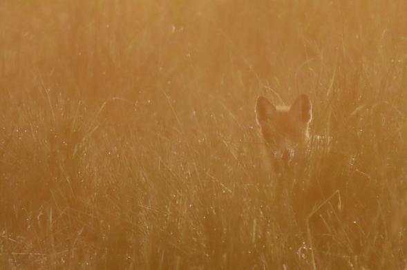 Eine Wiese mit halb hohem, taunassen Gras. Das Gegenlicht der Morgensonne taucht alles in warme Orange-Töne. Zwischen dem Gras schaut ein Fuchs mit gespitzten Ohren in Richtung Kamera.