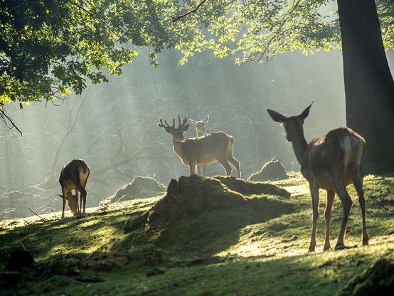 Szene aus dem Tiergehege im Tierpark Olderdissen: Die Morgensonne wirft einzelne Strahlen durch die Baumwipfel auf das Rotwild in schöner grüner Landschaft.