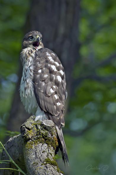 Sous les feuillages silencieux, cet épervier de Cooper juvénile découvre le monde du haut de son perchoir — une lueur de vie sauvage en accord sur cette branche. (Cooper's hawk)