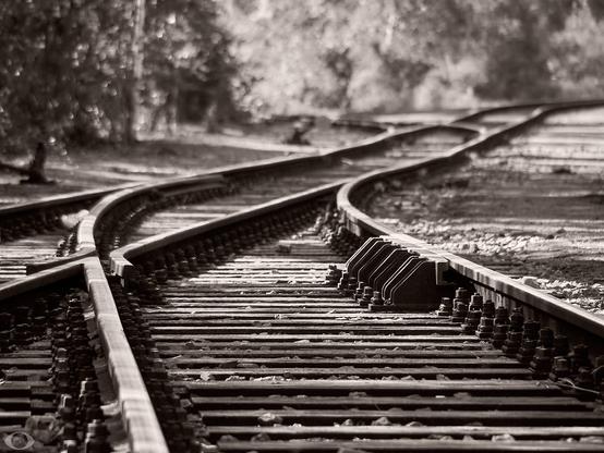 Traintrack and switch crawling its way into a forest.