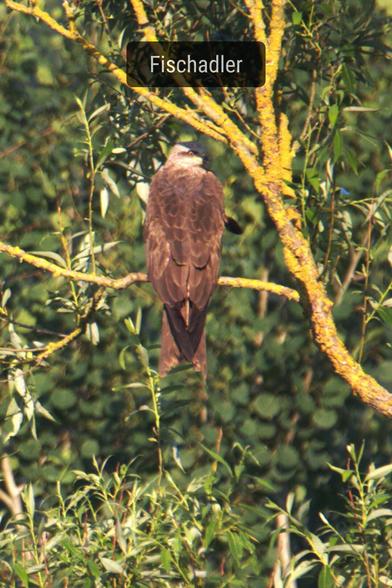 Auf einem Ast sitzt von hinten fotografiert ein Raubvogel mit braunem Gefieder und  weißem Kopf. Der Vogel hat den Kopf nach rechts gedreht und schaut nach hinten zur Kamera.