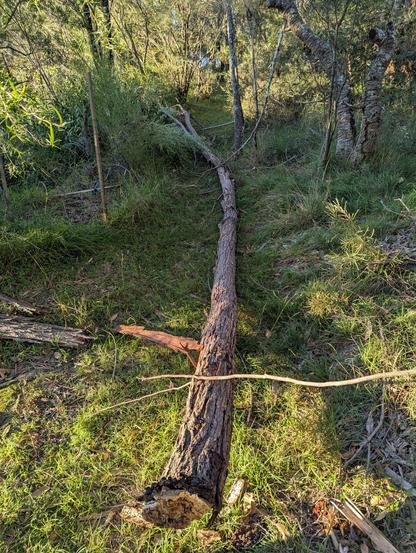 A fallen dead tree lies along a grassy path. It's about 15m long. The background is almost completely green - mostly natural bush and introduced native plants.