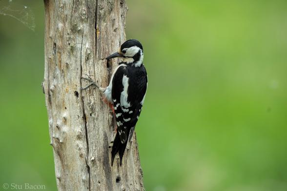 A photograph of a female Great Spotted Woodpecker pecking at a hole in a wooden post. The background is an out of focus bright green scene.