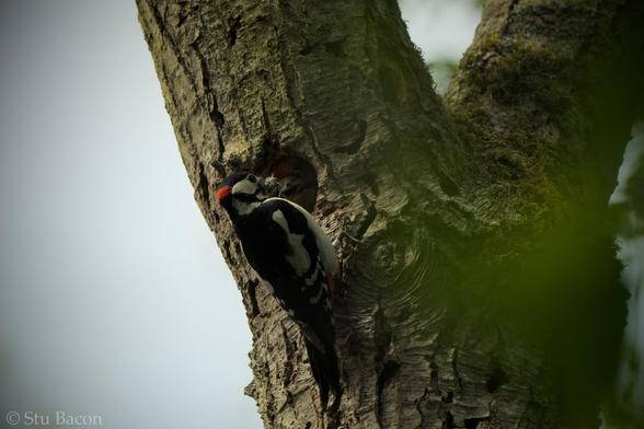 A photograph of two Great Spotted Woodpecker. An adult male is feeding a juvenile who’s just poking its head out the nesting hole.
