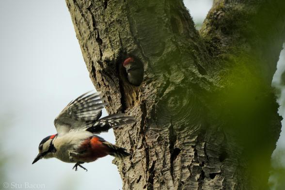 A photograph of two Great Spotted Woodpeckers. The adult male has hopped off the tree trunk to take flight towards the left. A juvenile is poking its head out of the nest hole watching its dad leave.