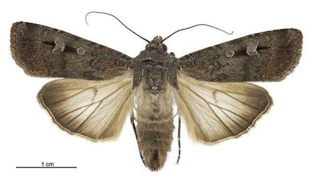 Una femella d'agrotis infusa o arna Bogong que viu a Austràlia i Nova Zelanda (Wikimedia Commons/Birgit Rhode-LandcareResearch NZ)