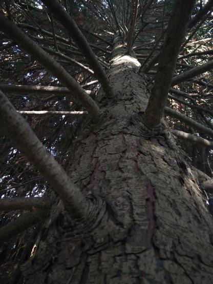 View from below of a tree trunk with multiple branches extending outward. The bark is rough and textured, with visible knots where branches join the trunk. Sunlight filters through the dense branches above, casting shadows and creating a contrasting light pattern on the bark.
