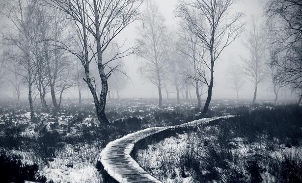 das bild im querformat zeigt einen holzsteg, der sich durch eine winterliche, neblige landschaft schlängelt. kahlköpfige birken stehen auf beiden seiten des weges, der mit einer dünnen schneeschicht bedeckt ist. der nebel verleiht der szene eine märchenhafte und etwas unheimliche atmosphäre. die farbtöne sind hauptsächlich in grau- und blautönen gehalten, was die kühle und winterliche stimmung verstärkt.