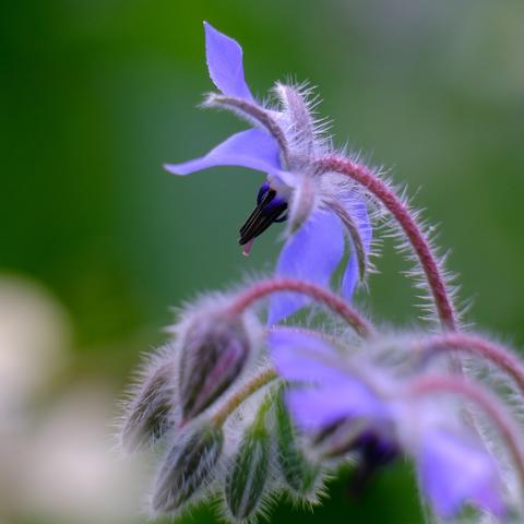 Nahaufnahme einer viletten Borretsch-Blüte. Die Blüte sieht etwas nach einem Kopf mit heraushängender Zunge aus. im Vordergrund behaarte Knospen. Hintergrund verschwommen grün