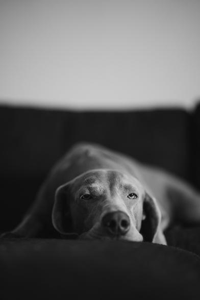 A picture of a Weimaraner, barely awake on the couch