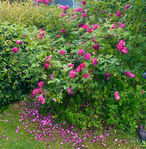 Eine pinkfarbene Dalmatener Rose, die besonders intensiv duftet.