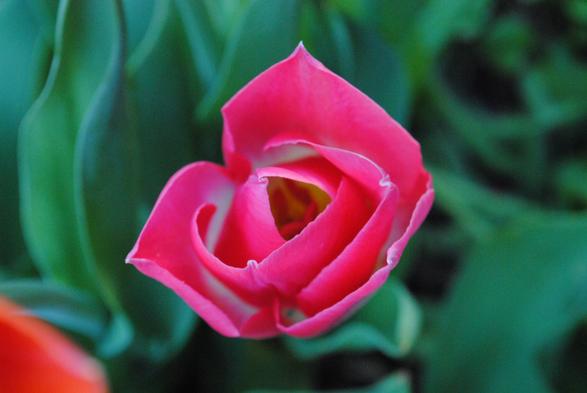 a closeup of pink and white tulip seen from above, hovering over a background of out of focus blueish green tulip foliage, seen at dusk