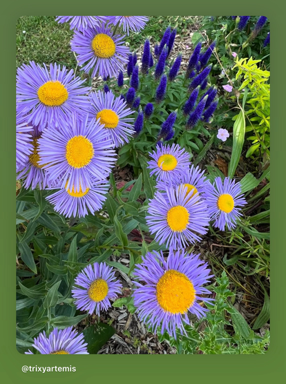 Purple aspen fleabane daisies blooming in a flower bed, with soft lavender flowers in the background.