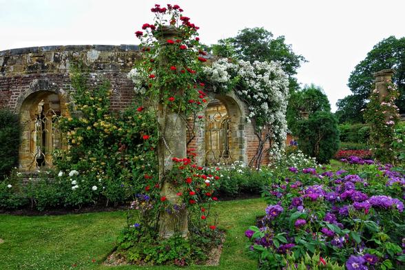 A vibrant rose garden at Hever Castle, featuring a stone wall with arched, ornate windows overgrown with climbing white roses. In the foreground, a substantial stone pillar is adorned with striking red climbing roses. The lush green lawn is edged with beds of various roses, including a prominent display of deep purple and magenta roses on the right. Additional greenery and flowering shrubs are visible throughout the garden, creating a colourful and fragrant scene under a bright sky.
