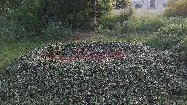 Im Zentrum des Bildes die Pflanzstelle von Bananenstauden in einem Kompostvulkan zum Schutz der Rhizome. Frisch abgedeckt am Kraterrand mit Hainbuchenheckenschitt. 
Im Krater zögerliche, bis cirka 40 cm hohe Sprosse der Bananen als in Sproßrichtung eingerollte Blattröhre.  
Um den Kompostvulkan 2m breit kurzgemähtes Gras - nicht als Rasen - anschließend zum Bildrand etwas verwildertes Kulturland mit 30-jähriger Rotbuche und Brennessel, Forsythie, Zaun, Giersch und anderem Wildkraut.