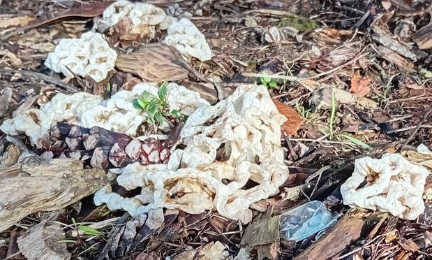 Off white short strands of puffy stuff, branching off to make a ring of about 5 sides, and each join branching again so that it forms a many sided basket. At least, it looks like that in the picture on Wikipedia. This photo has a few of them looking melted and collapsed on themselves in amongst wood chips and struggling bits of green plus a bit of plastic rubbish.