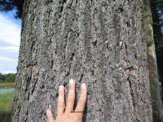 bast-bark-rinde-ecorse-corteza