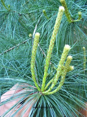 lente-spring-fruhling-printemps-primavera