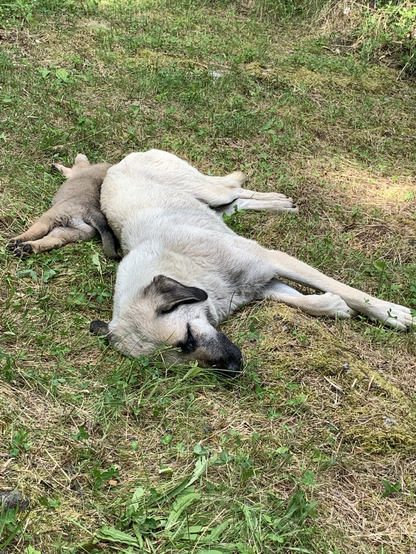 Mamma dog & puppy napping