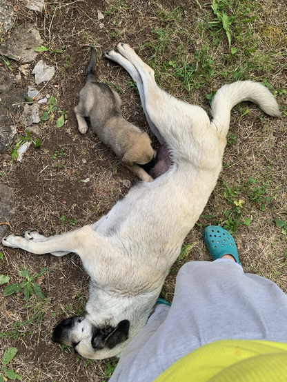 Baby dog sucking the tit of mama dog