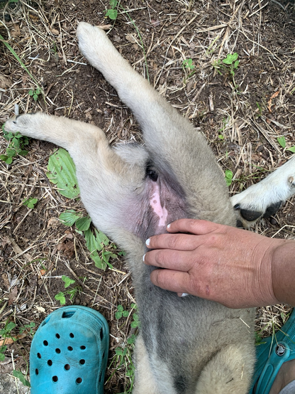 Belly rubs!!