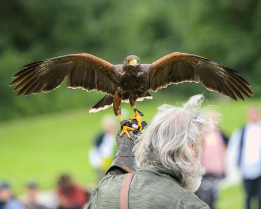falcon spreading wings on falconers arm.