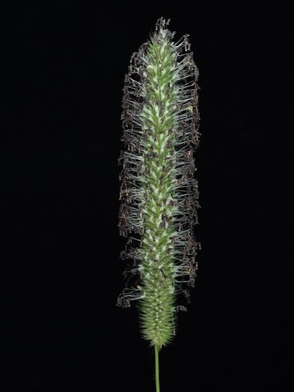 A close up shot of an upright  grass flower with a black background. The flower is surrounded by lots of purple  pollen bearing anthers each on long thin stalks (stamens)