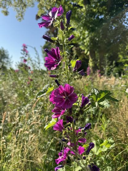 Violette Blüten
blauer Himmel
Wiese und Bäume im Hintergrund