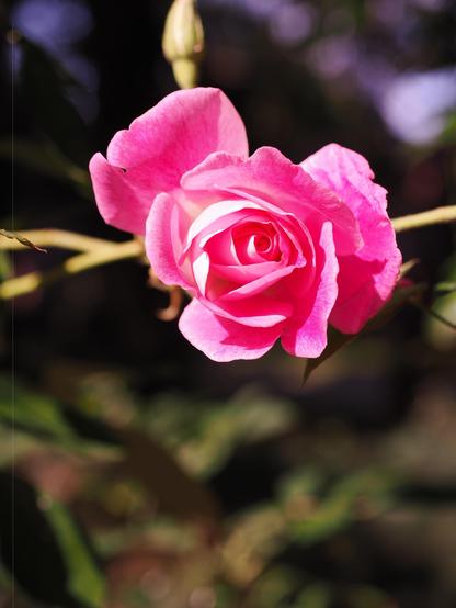 Pink rose in full bloom with tightly wound petals, surrounded by green leaves and a blurred background. The soft sunlight highlights the vibrant color and delicate texture of the petals.