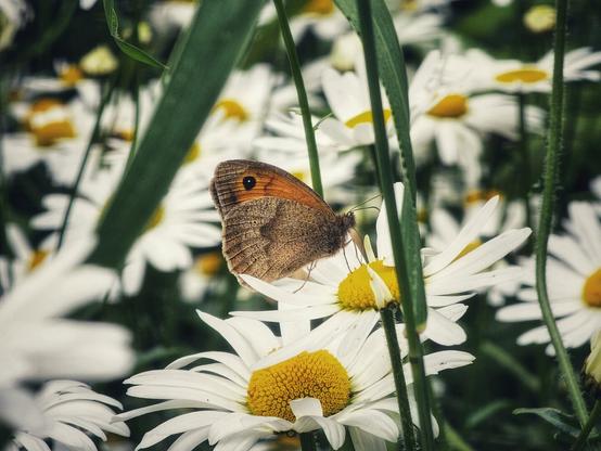 A close-up shot of a small, brown butterfly with an orange patch and a single black eyespot on its forewing, resting on a white daisy with a bright yellow centre. The background is a soft blur of more white daisies and green foliage, suggesting a vibrant summer field.
