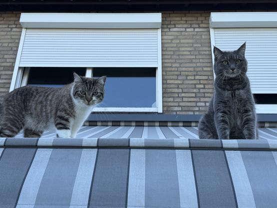 Cats