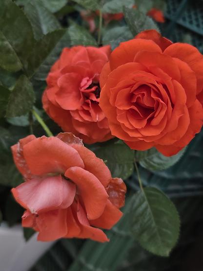 Three reddish-orange roses framed by dark green leaves.