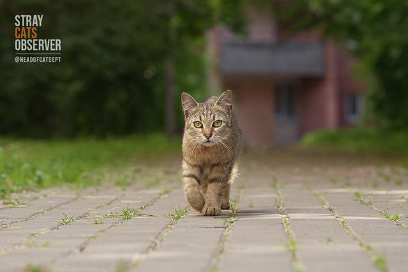 A tabby cat approaches us along a paved path