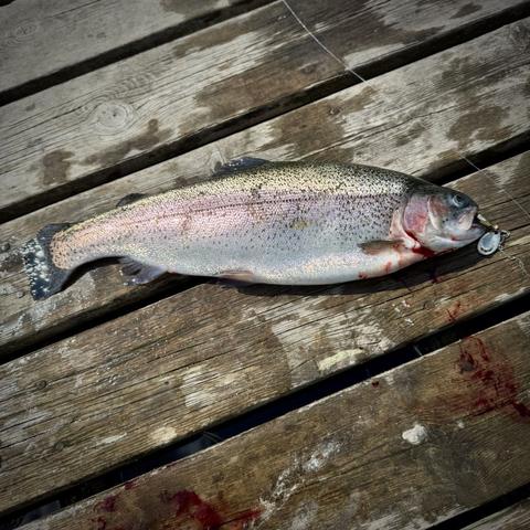 Regnbågslax ligger på en brygga