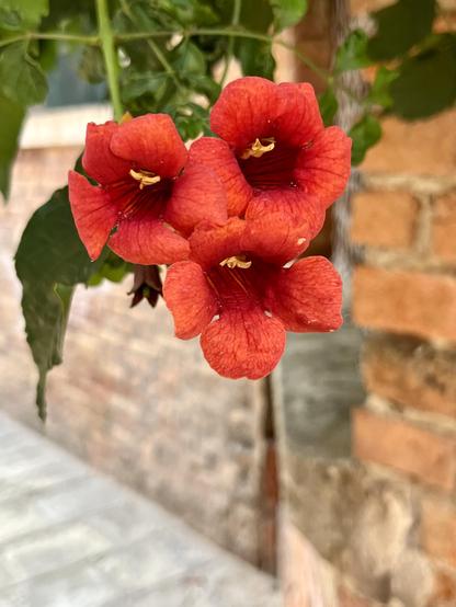 Three bright red trumpet flowers growing together in a triangle shape, two on a level and one below. The flowers are dangling off a vine, and are directed straight at the viewer, so that you look straight down the trumpet bit, and can clearly see the bright yellow stamen with a horizontal anther in each flower - which look like the two angry eyes and angry open mouth of a Flower Monster, lunging angrily towards us. A couple of green leaves behind it on either side look like the Flower Monster's arms, and emphasise the lunging motion. In the background an out of focus brick wall and a sliver of stone pavement.