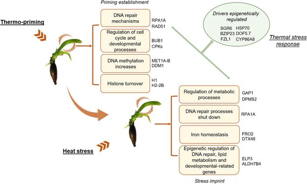 Figure 7 in Pazzaglia et al. (2025): "Graphical representation of main results. Schematic representation of the main molecular mechanisms regulated during the thermo-priming treatment and the exposure to heat stress in Posidonia oceanica seedlings. Shared mechanisms are highlighted with green arrows and report the main drivers of the general heat stress response that were differentially methylated in the present study."