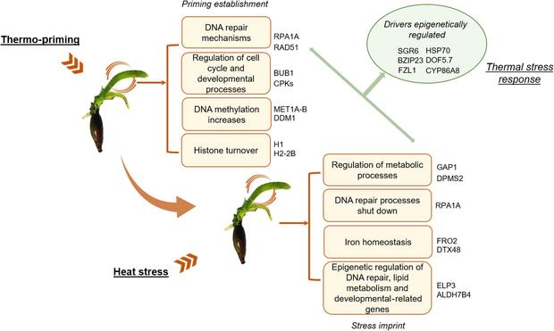Figure 7 in Pazzaglia et al. (2025): "Graphical representation of main results. Schematic representation of the main molecular mechanisms regulated during the thermo-priming treatment and the exposure to heat stress in Posidonia oceanica seedlings. Shared mechanisms are highlighted with green arrows and report the main drivers of the general heat stress response that were differentially methylated in the present study."
