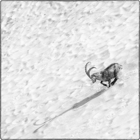 Schwarzweissfotografie eines Steinbocks, der über ein abschüssiges Schneefeld rutscht.